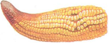 Fosforgebrek maïs 2
