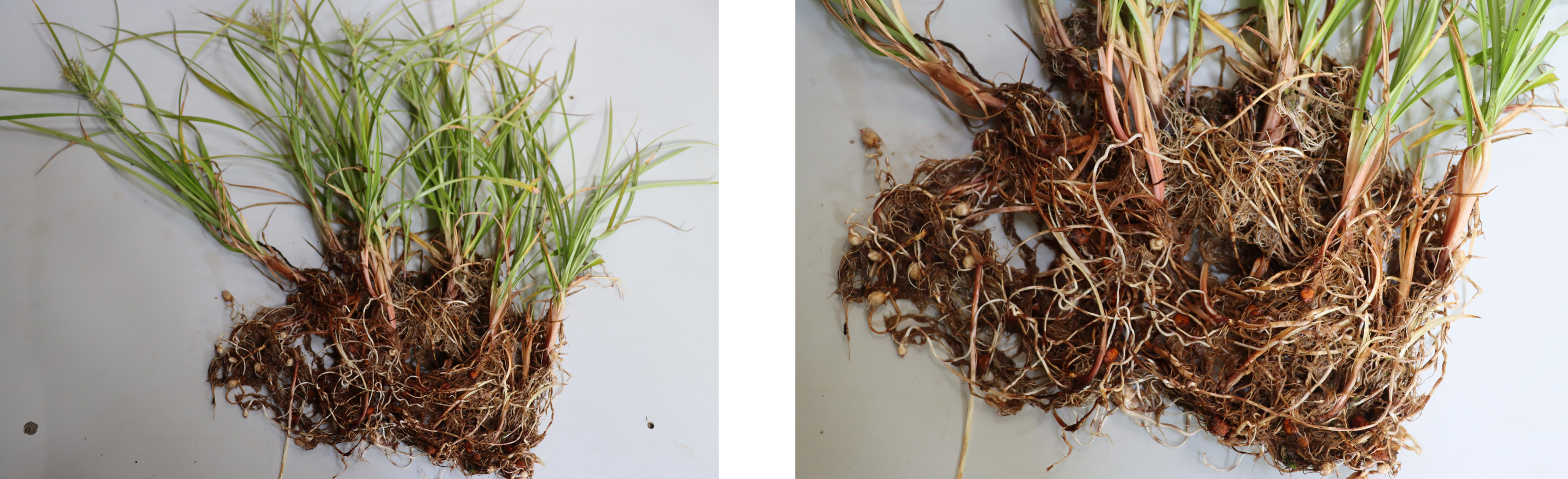 Knolcyperus