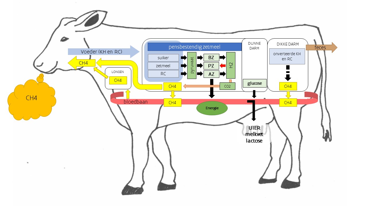 Koolhydraatvertering in de koe