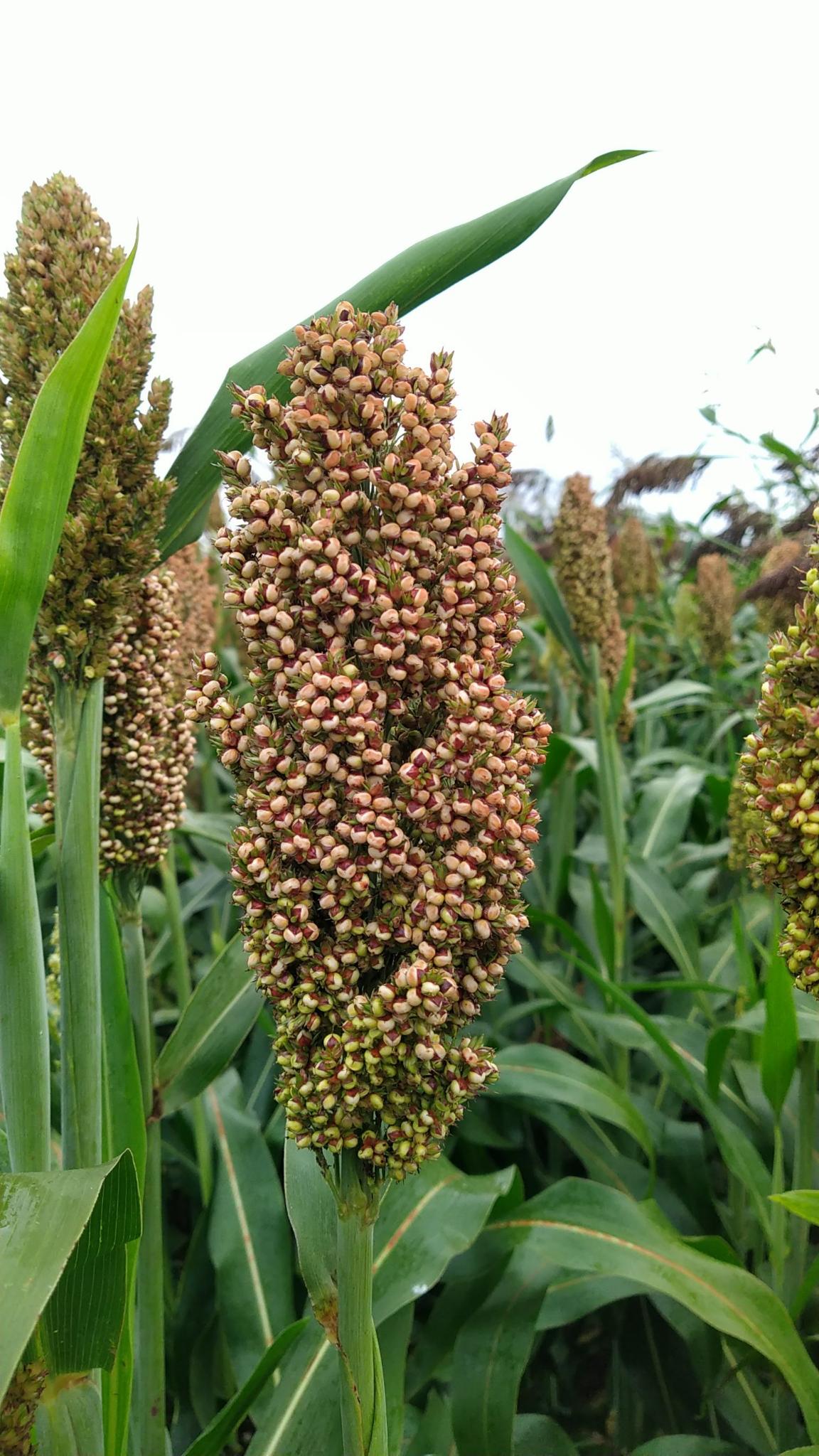 Sorghum pluim